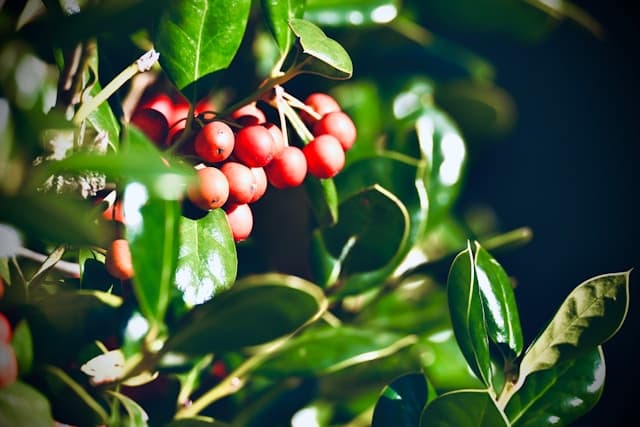 دانه قهوه اتیوپی گوجی اوراگا ۱۰۰ کیلوگرم